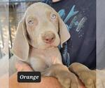 Small Photo #1 Weimaraner Puppy For Sale in BERESFORD, SD, USA