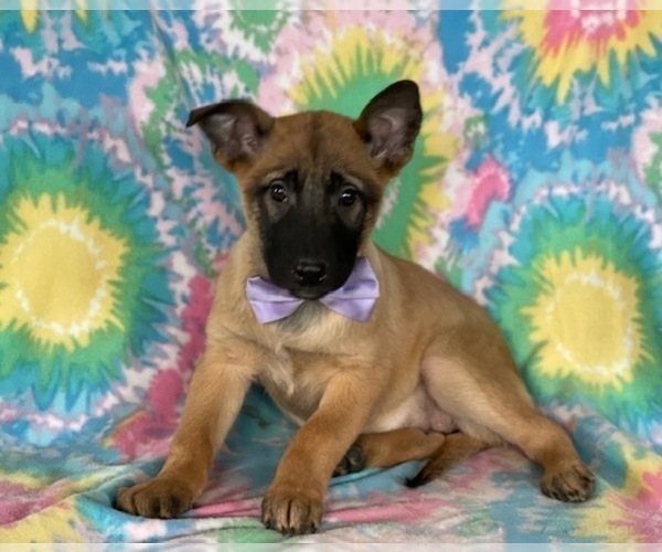 Medium Photo #1 Belgian Malinois Puppy For Sale in LANCASTER, PA, USA