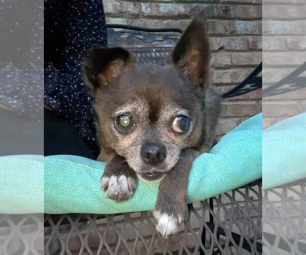 Medium Photo #4 Chihuahua Puppy For Sale in Boonton, NJ, USA