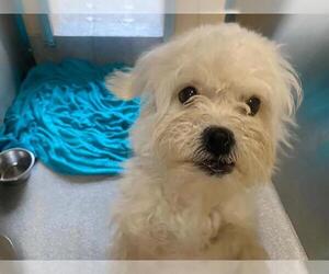 Maltipoo (Miniature) Dogs for adoption in Orange, CA, USA
