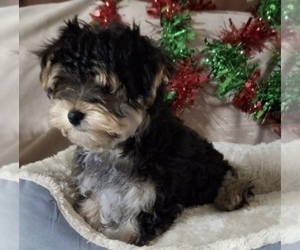 Morkie Puppy for sale in CORNERSVILLE, TN, USA