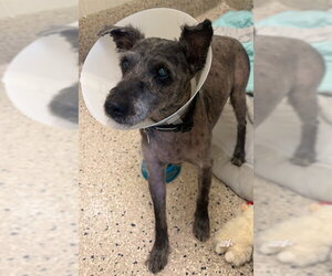 Mutt Dogs for adoption in Brighton, CO, USA