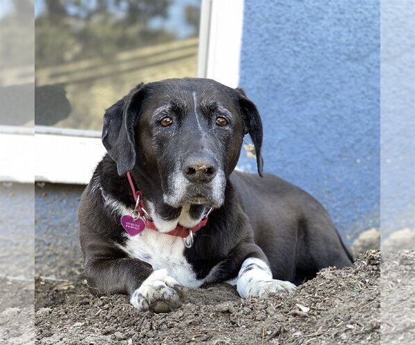 Medium Photo #3 Basset Hound-Labrador Retriever Mix Puppy For Sale in Santa Monica, CA, USA