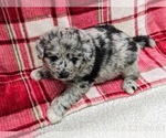 Small Photo #13 Aussiedoodle Puppy For Sale in SPARTA, MO, USA
