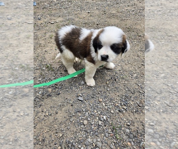 Medium Photo #3 Saint Bernard Puppy For Sale in RAINIER, OR, USA