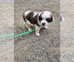 Small #2 Saint Bernard