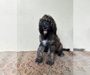 Poodle (Standard) Puppy for sale in MIAMI, FL, USA