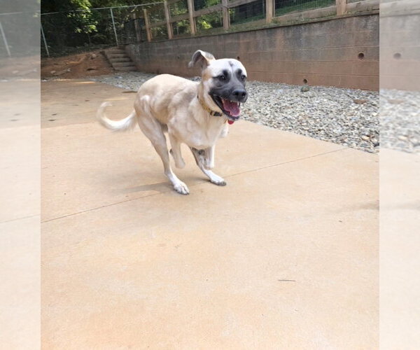 Medium Photo #4 Beagle-Great Pyrenees Mix Puppy For Sale in Thomasville, NC, USA