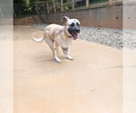 Small #3 Beagle-Great Pyrenees Mix