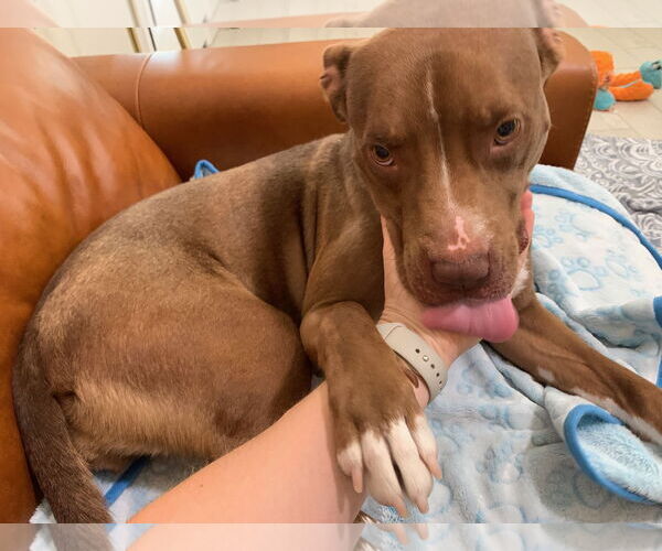 Medium Photo #8 Boxer-Staffordshire Bull Terrier Mix Puppy For Sale in Chandler, AZ, USA
