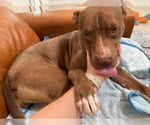 Small #7 Boxer-Staffordshire Bull Terrier Mix