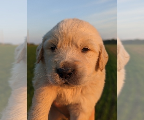 Medium Photo #2 Golden Retriever Puppy For Sale in WOOSTER, OH, USA