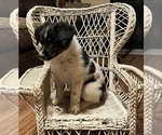 Small Photo #3 Australian Shepherd Puppy For Sale in DECATUR, IL, USA