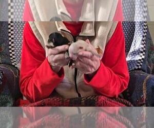 Morkie Puppy for sale in CORNERSVILLE, TN, USA