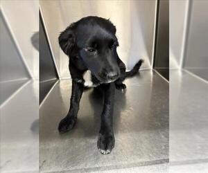 Border Collie-Unknown Mix Dogs for adoption in Norco, CA, USA