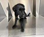 Small Border Collie Mix