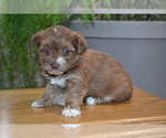 Puppy Shashta YorkiePoo