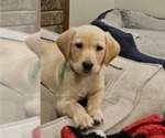 Small Photo #1 Labrador Retriever Puppy For Sale in ROSE HILL, KS, USA