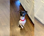Small #1 Rat Terrier Mix