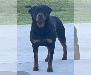 Father of the Rottweiler puppies born on 04/19/2025