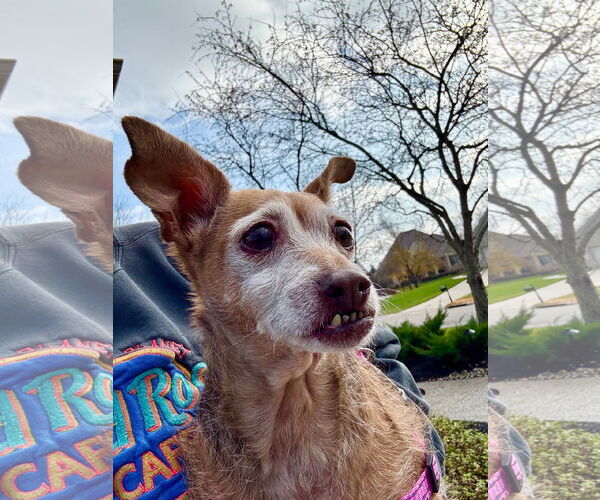 Medium Photo #3 Chihuahua-Unknown Mix Puppy For Sale in Germantown, OH, USA