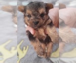 Small Photo #296 Yorkshire Terrier Puppy For Sale in AKRON, OH, USA