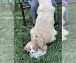 Small Photo #10 Bernedoodle Puppy For Sale in ANDOVER, KS, USA