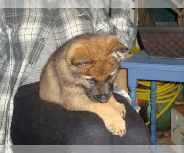 Medium Photo #1 German Shepherd Dog Puppy For Sale in DALTON, OH, USA