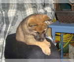 Small Photo #1 German Shepherd Dog Puppy For Sale in DALTON, OH, USA
