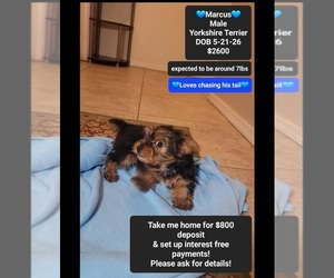 Yorkshire Terrier Puppy for sale in TUCSON, AZ, USA