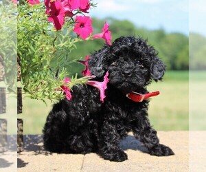 Cockapoo-Poodle (Toy) Mix Puppy for sale in PARADISE, PA, USA