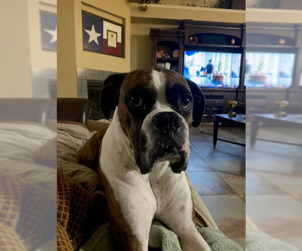 Medium Photo #5 Boxer Puppy For Sale in  Katy, TX, USA