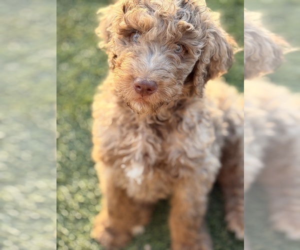 Medium Photo #5 Poodle (Standard) Puppy For Sale in APACHE JUNCTION, AZ, USA