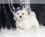 Puppy Snow AKC Maltese