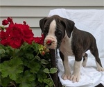 Small #2 Boxer