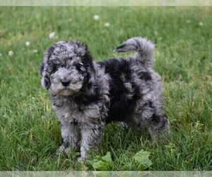 Medium Goldendoodle-Poodle (Miniature) Mix