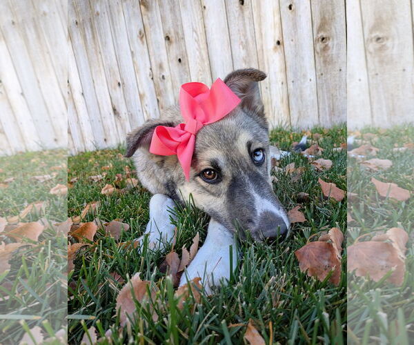 Medium Photo #8 Mutt Puppy For Sale in Sandy, UT, USA