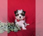 Small Photo #1 Biewer Terrier-Maltese Mix Puppy For Sale in LEOLA, PA, USA