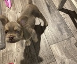 Small #10 French Bulldog