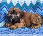 Small Photo #4 Soft Coated Wheaten Terrier Puppy For Sale in PARADISE, PA, USA