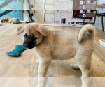 Small Photo #5 Akita-Siberian Husky Mix Puppy For Sale in ALEXANDRIA, VA, USA