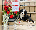 Puppy Butch Bernese Mountain Dog