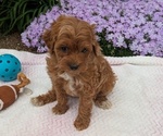 Puppy Baxter Maltipoo