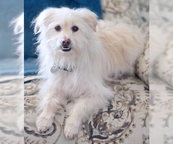 Medium Photo #7 Mutt Puppy For Sale in Chino Hills, CA, USA
