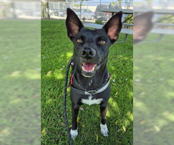 Medium Photo #1 American Staffordshire Terrier-Unknown Mix Puppy For Sale in Ventura, CA, USA