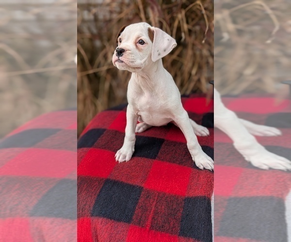 Medium Photo #56 Boxer Puppy For Sale in GOSHEN, IN, USA