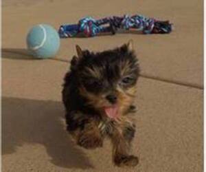 Yorkshire Terrier Puppy for sale in NEW YORK, NY, USA