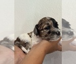 Small #7 Bernedoodle (Miniature)