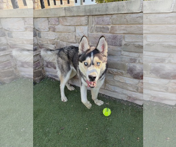 Medium Photo #1 Siberian Husky-Unknown Mix Puppy For Sale in Woodbury, NY, USA