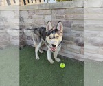 Small Siberian Husky Mix